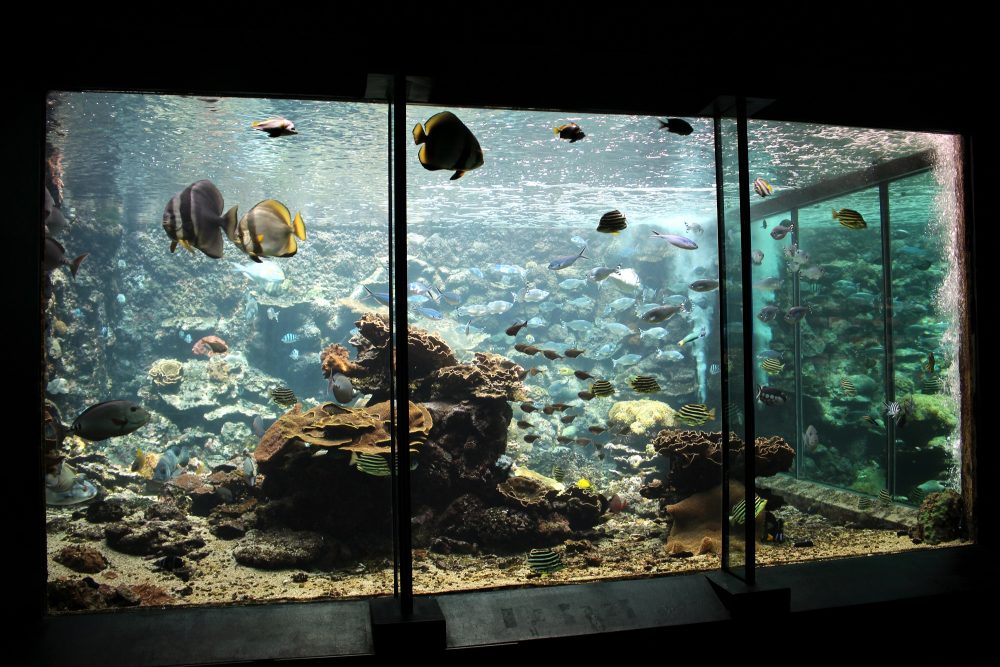 Kushimoto Underwater Park