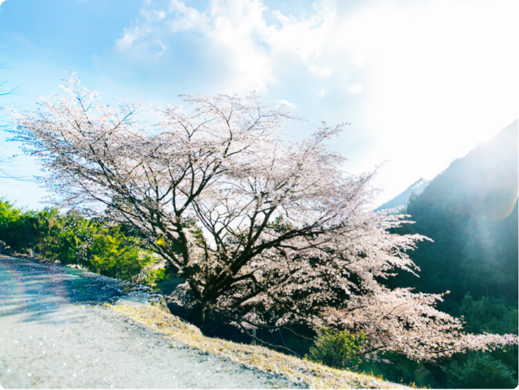 熊之樱(3月中旬～3月下旬)