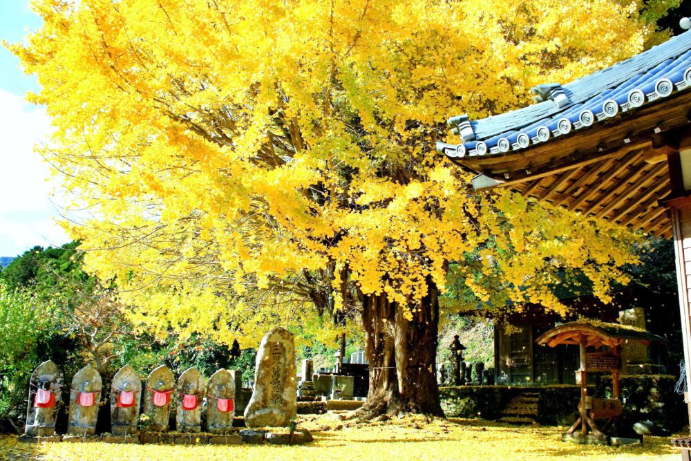 红叶景点的介绍