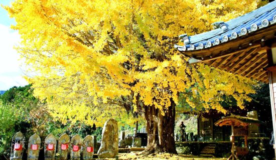 View of autumn leaves