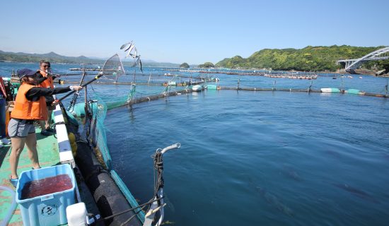 鮪魚養殖體驗